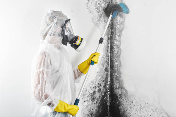 Best Residential Mold Inspection & Testing  in Johnsonville, SC